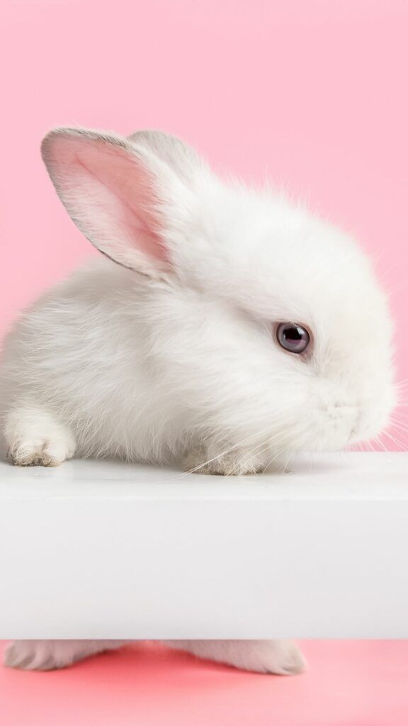 Wanting some cute bunny wallpaper backgrounds for your iPhone? Here, you can Save each wallpaper as a pin on Pinterest to use later. To save a wallpaper on your iPhone, tap and hold the photo you like and save it to your photos.