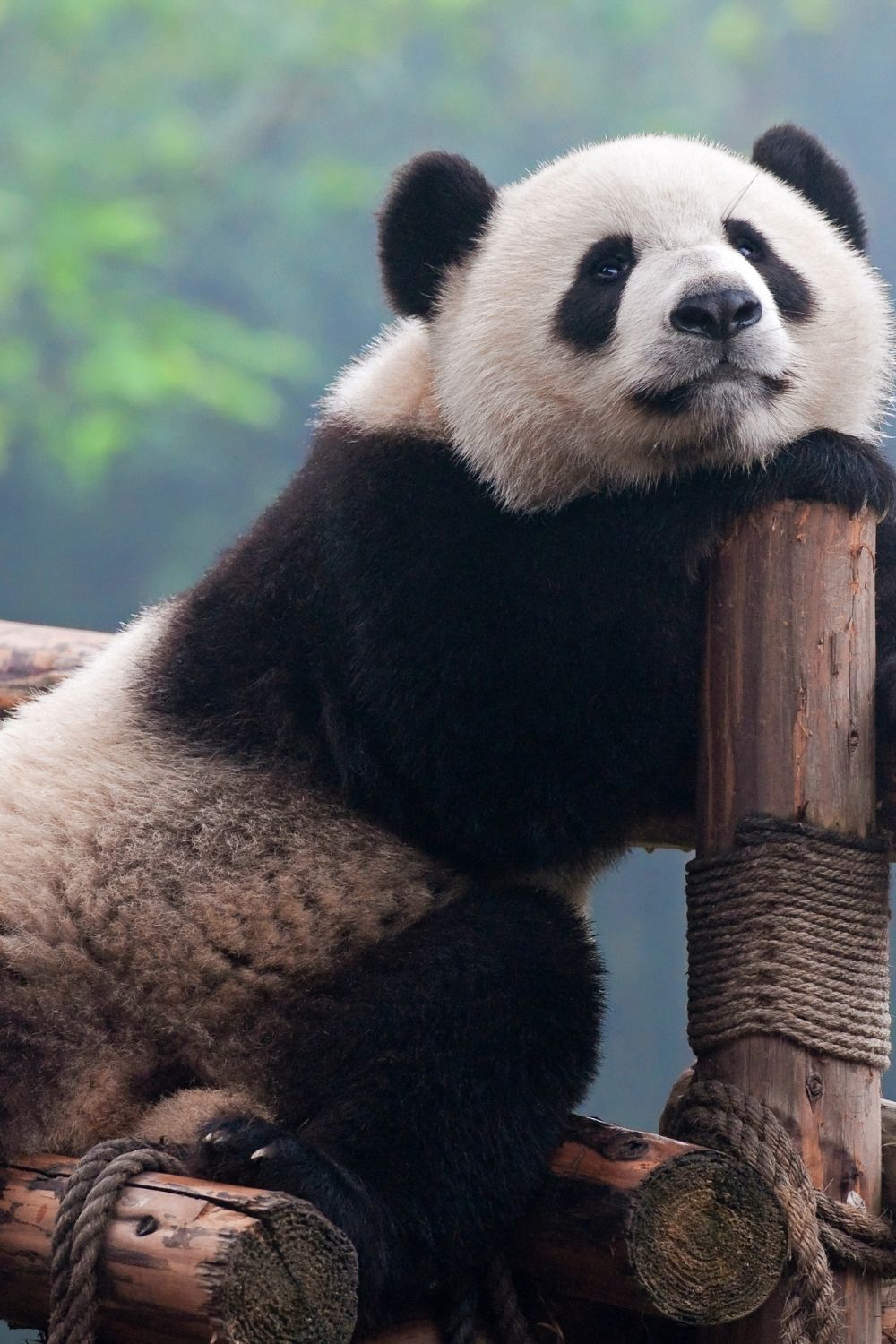 cute panda iphone wallpaper