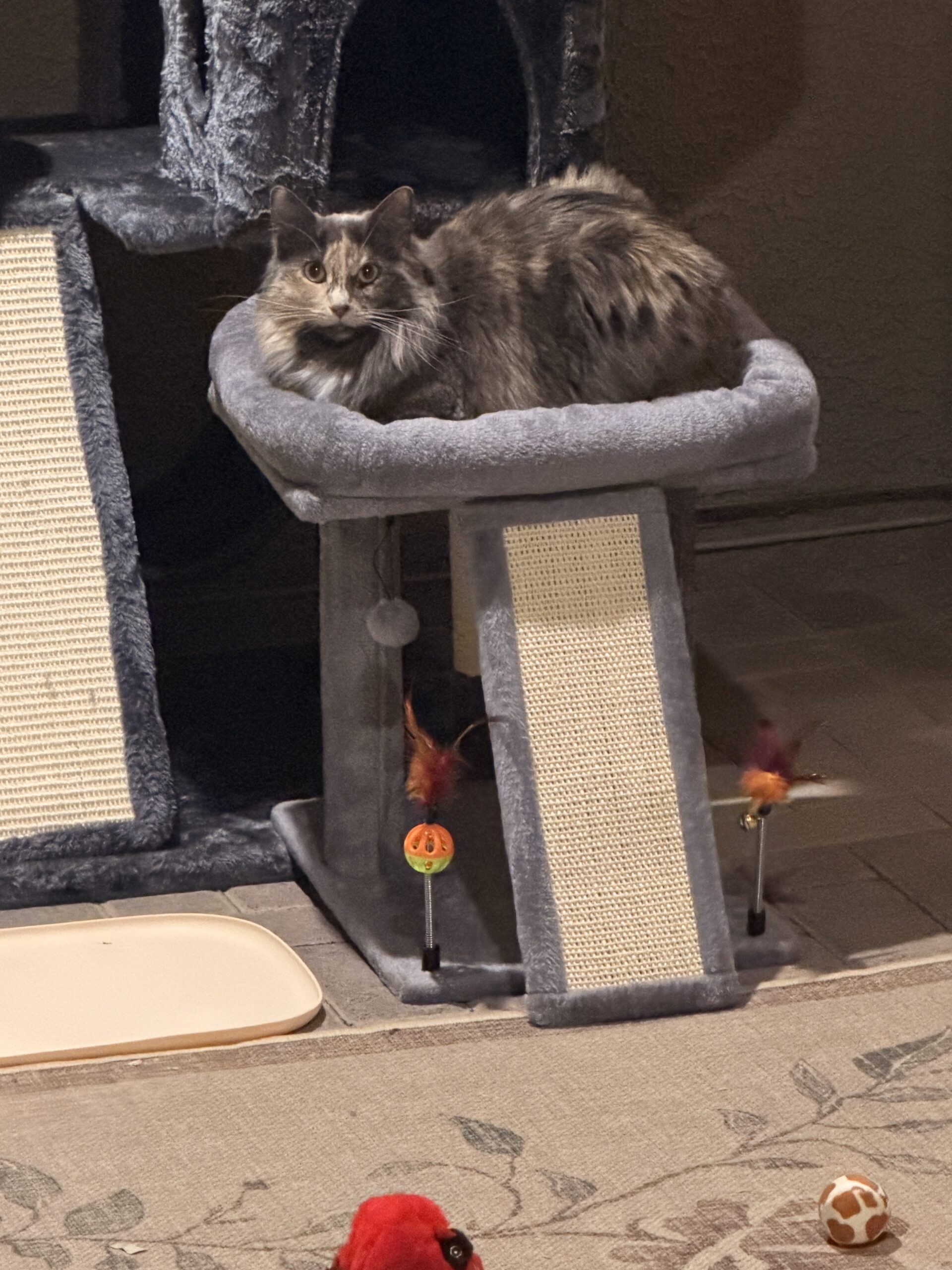 A soft gray-and-white cat lounges on a premium cat tree with scratch posts and toys, near a beige tray and colorful rug of toys.