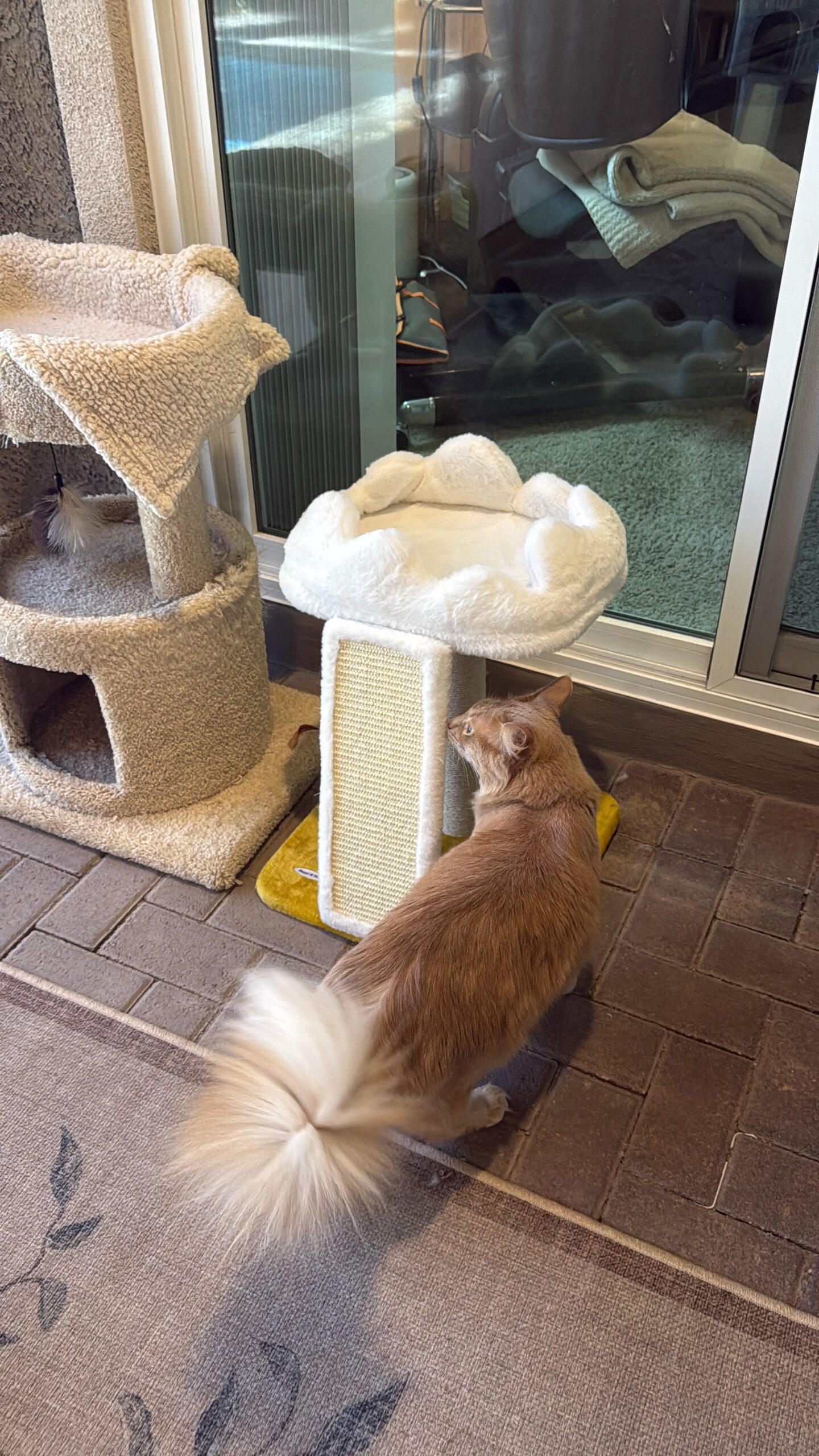 This multi-functional small cat tree is designed to provide maximum comfort in a space-saving footprint. It features a padded top perch that is twenty-five percent larger than standard models, offering ample room for cats of all breeds to stretch out or curl up. The integrated woven sisal scratching pad and vertical post satisfy natural scratching instincts while maintaining the structure's stability. Read our full review on the blog to learn why this is an ideal choice for kittens and small cats.